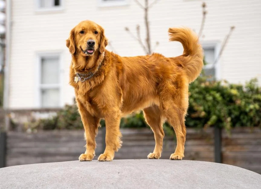 Cão 🐶