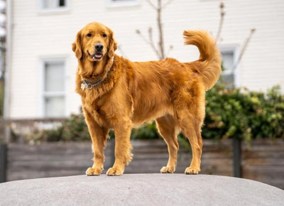 Cão 🐶