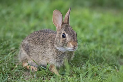 Coelho 🐰