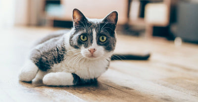 Gato 🐱
